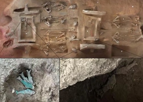 أسماك برونزية