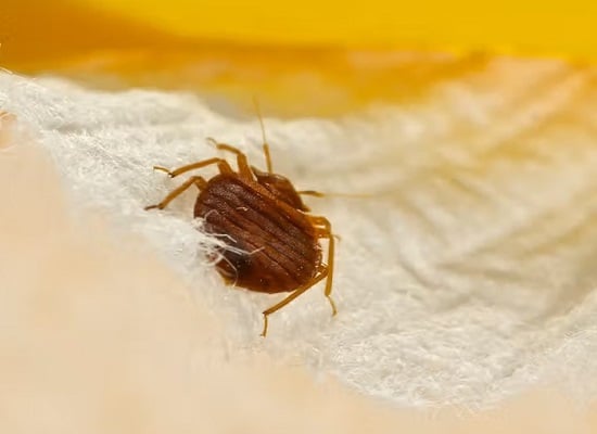 طرق التخلص من بق الفراش طرق التخلص من بق الفراش