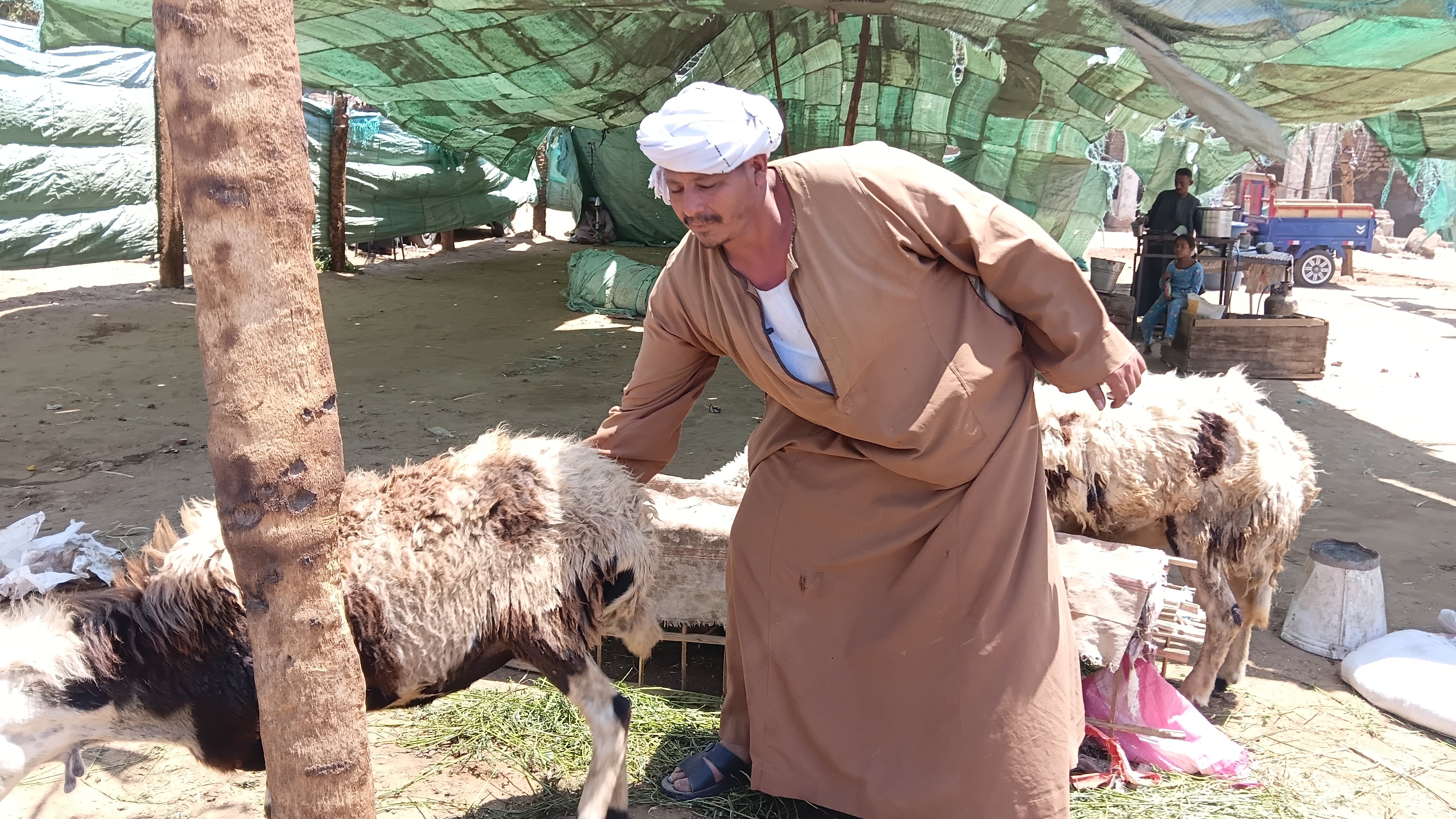 يمسك بالخراف البرديسي