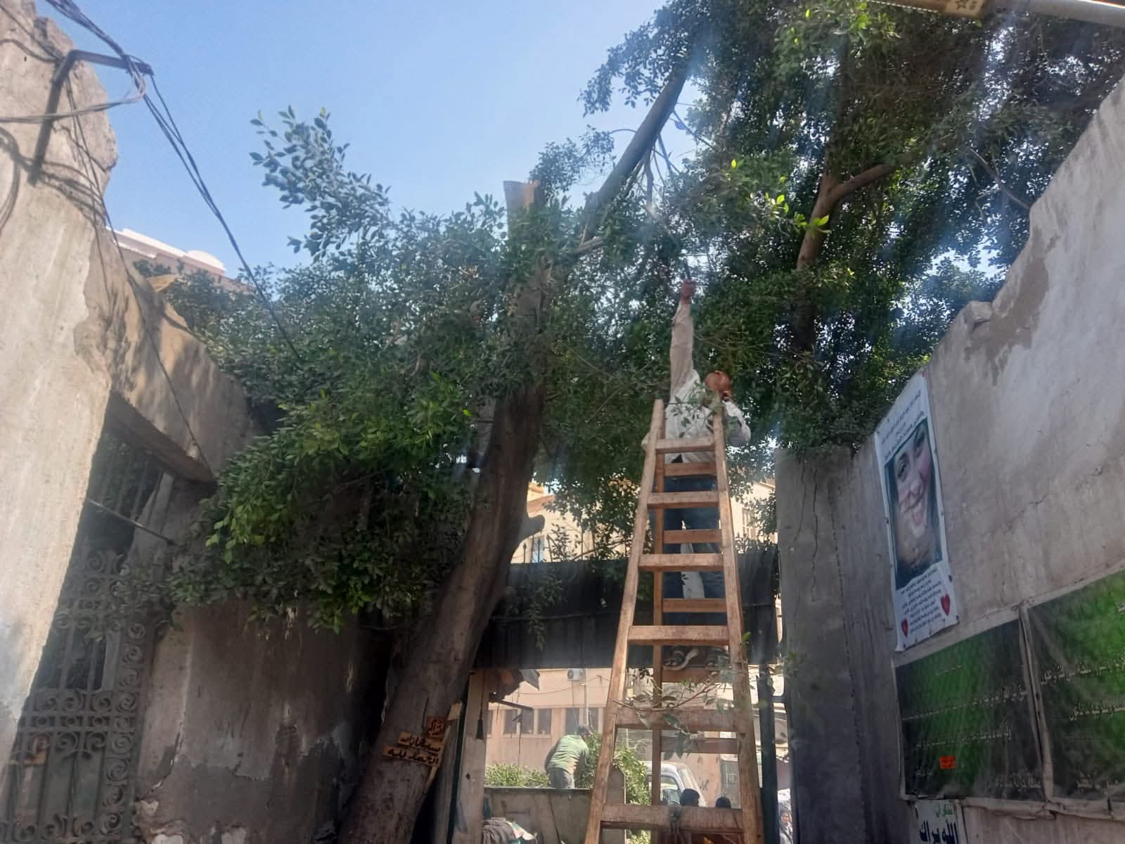تقليل كثافة الاشجار