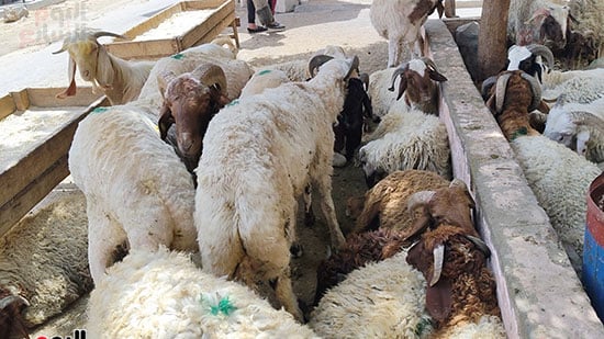الخروف-البرقى