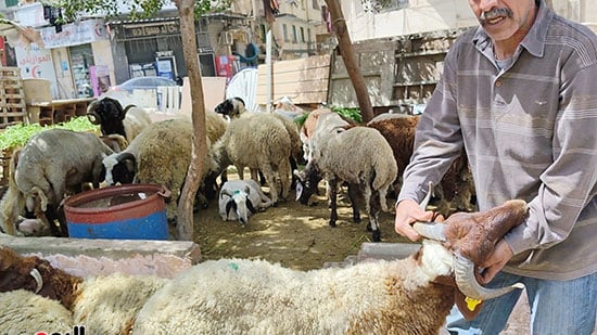 سوق-الخراف-بالإسكندرية