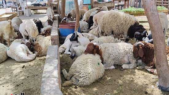 رواج-فى-سوق-الخراف