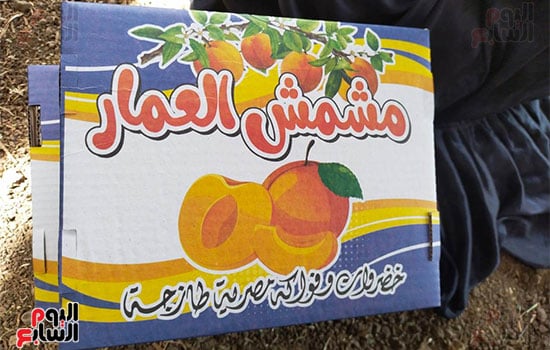 مشمش-العمار