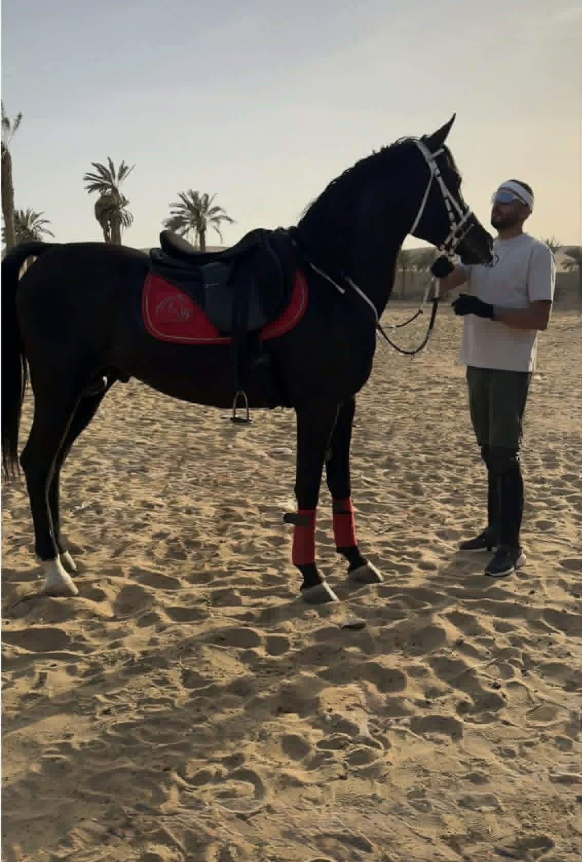 عصام السقا والخيل