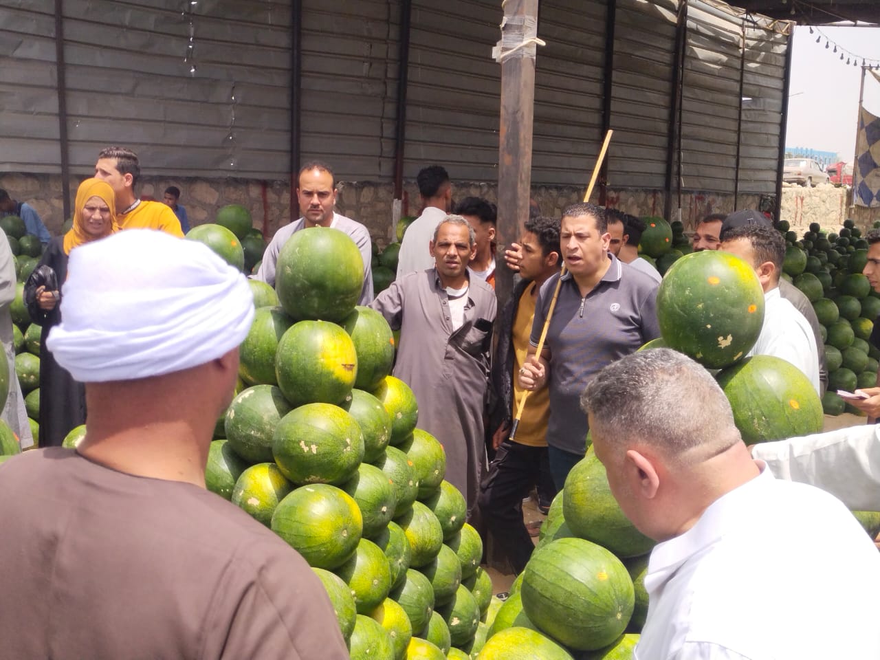 مزاد البطيخ ببنها مزاد البطيخ ببنها