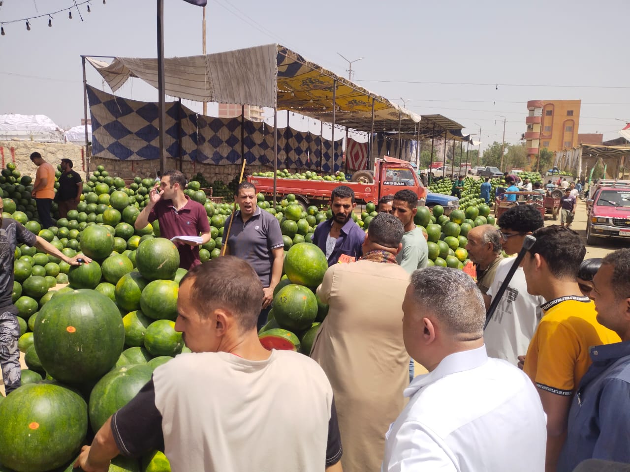 الإقبال على مزاد البطيخ الإقبال على مزاد البطيخ