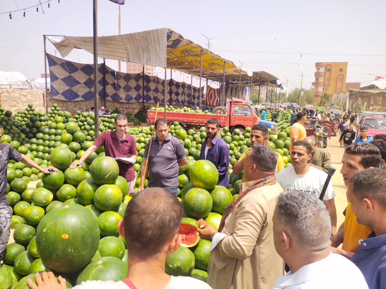 مزاد البطيخ في سوق الجملة ببنها مزاد البطيخ في سوق الجملة ببنها