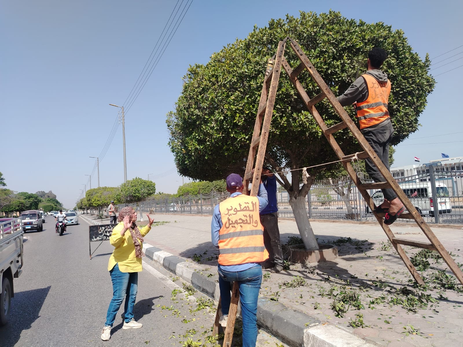 تنسيق الاشجار تنسيق الاشجار