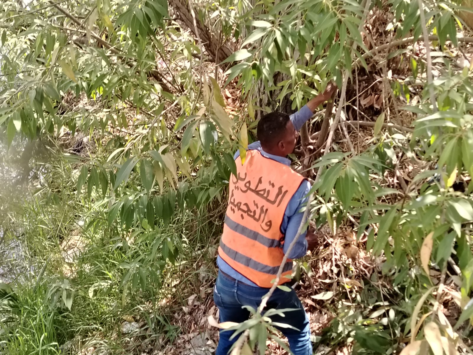 قص الاشجار قص الاشجار