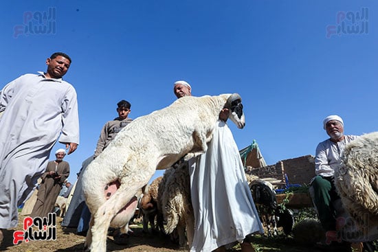 خروف الأضاحى