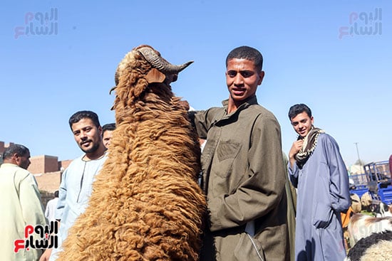 عرض الخروف البلدى