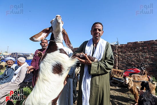 خروف العيد في سوق مزغونة