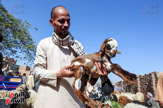 مواطن يحمل خروف صغير