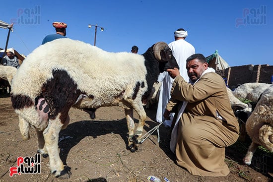 خروف العيد