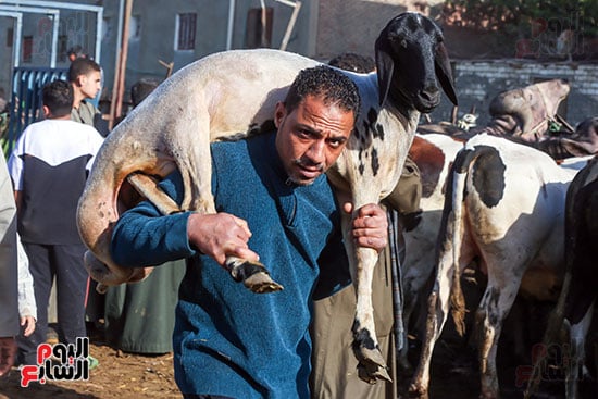 شراء الاضاحى
