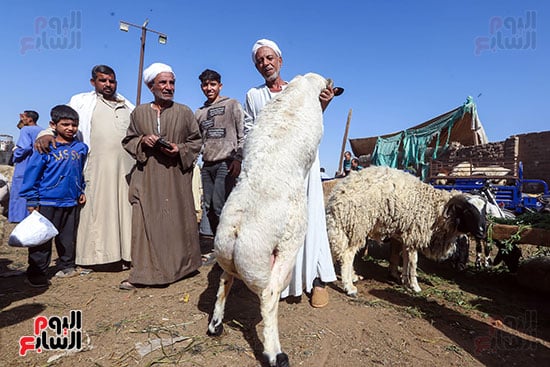 سوق الأضاحى