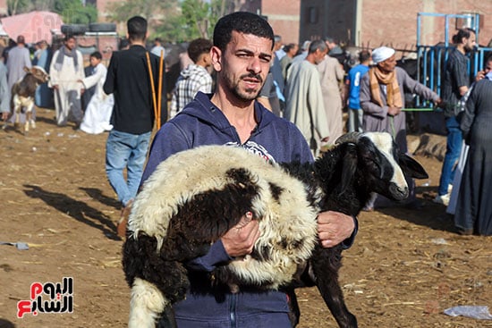 شراء الخراف