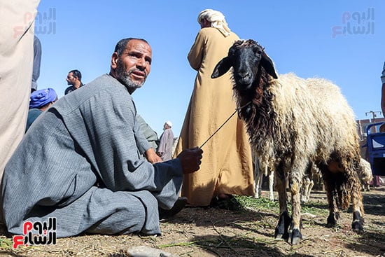 اضاحى عيد الأضحى