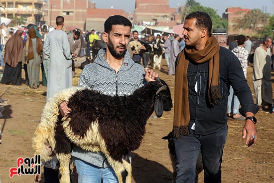 شراء خروف العيد