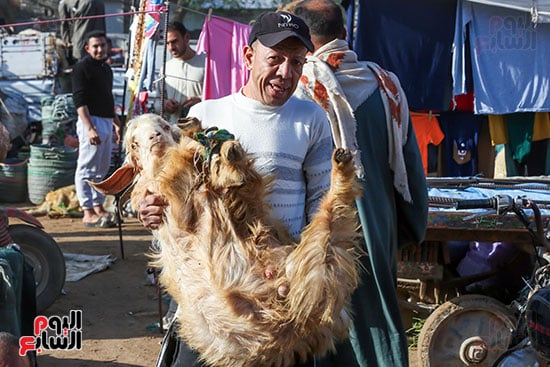 نقل اضاحى العيد
