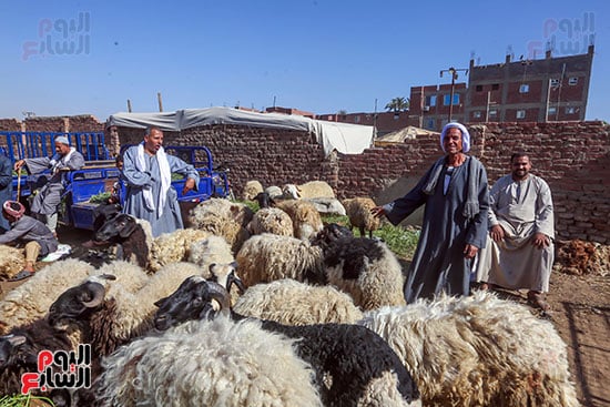 عرض الخراف للبيع