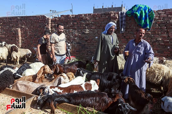 بيع وشراء الاضاحى بسوق مزغونة