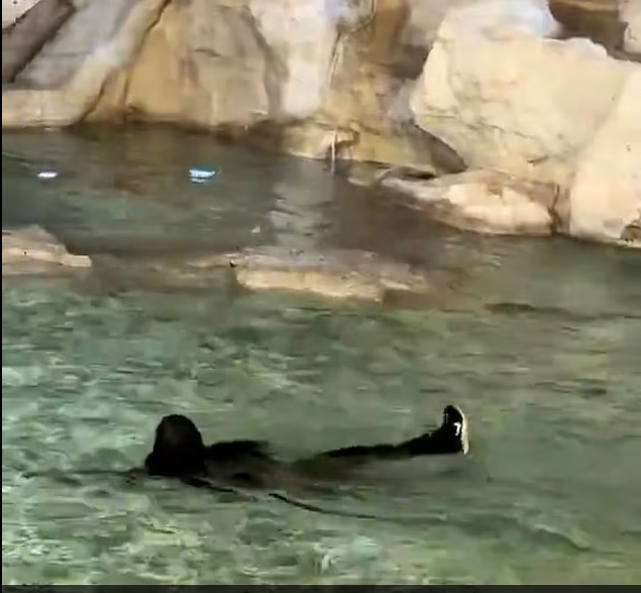 السائح بعد القفز فى الماء السائح بعد القفز فى الماء