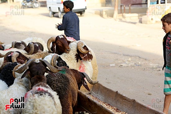شوادر الأضاحى 1 (2)