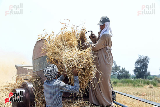حصاد محصول القمح فى الجيزة (30)
