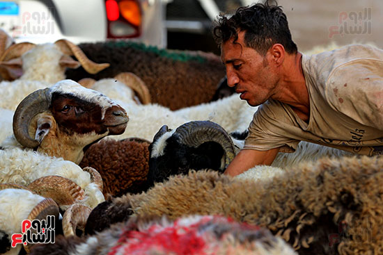 شوادر الأضاحى 2 (3)