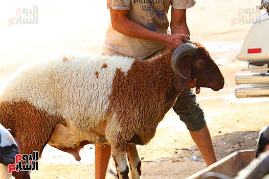 شوادر الأضاحى 1 (9)