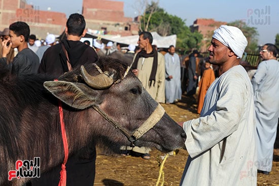سوق المواشي (34)