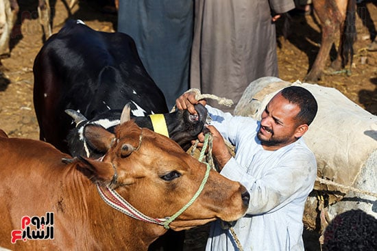 سوق المواشي (5)