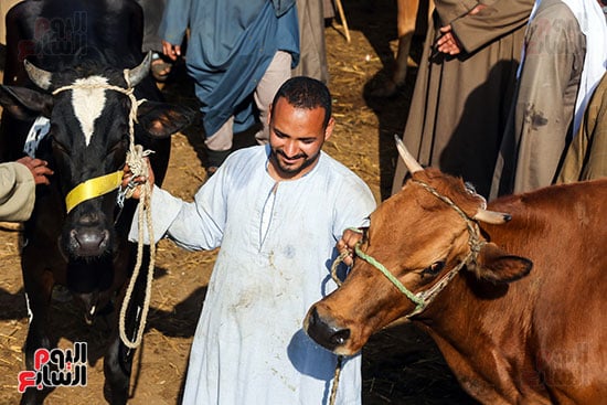سوق المواشي (7)