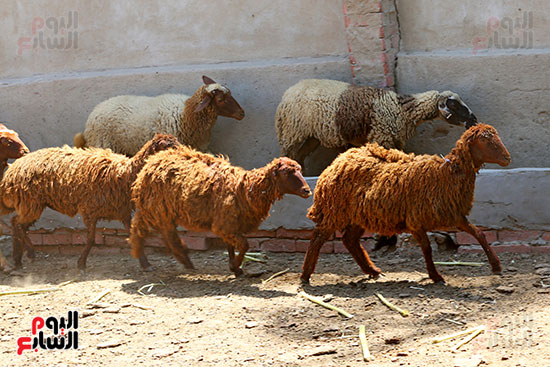 شوادر الأضاحى 2 (13)