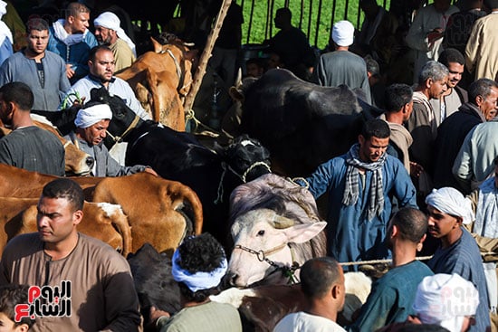 زحام الاضاخى 2 (8)