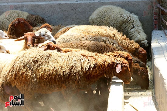شوادر الأضاحى 2 (11)