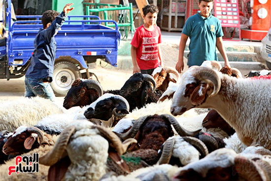 شوادر الأضاحى 1 (1)
