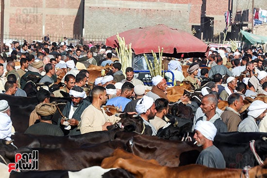 زحام الاضاخى 2 (4)