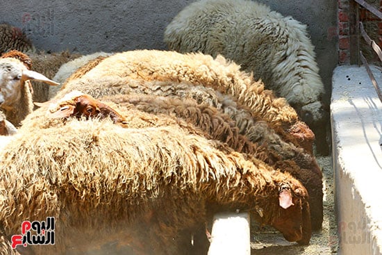 شوادر الأضاحى 2 (12)
