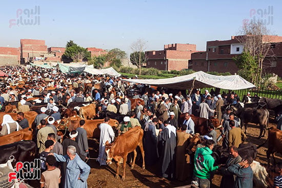 زحام الاضاخى 2 (3)
