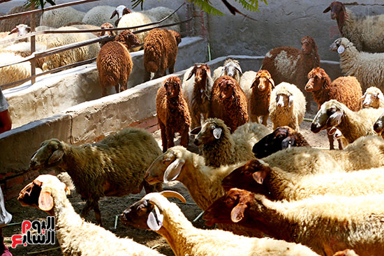 شوادر الأضاحى 2 (14)