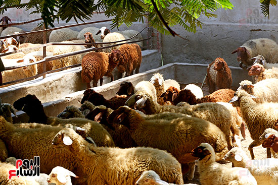 شوادر الأضاحى 2 (15)