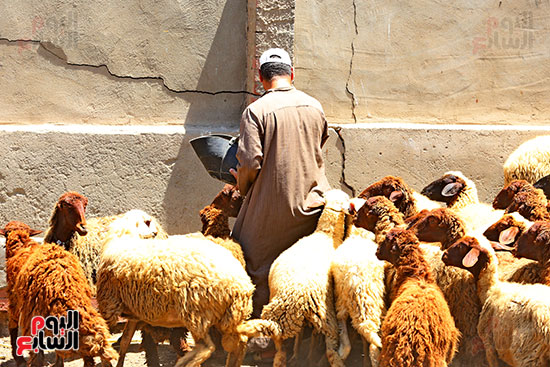 شوادر الأضاحى 2 (5)