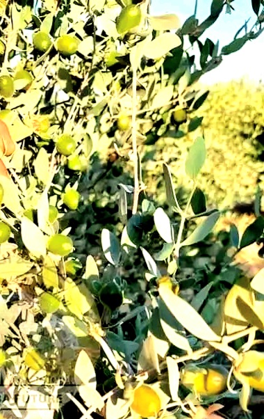 الجوجوبا يستخدم لإنتاج زيوت محركات الطائرات