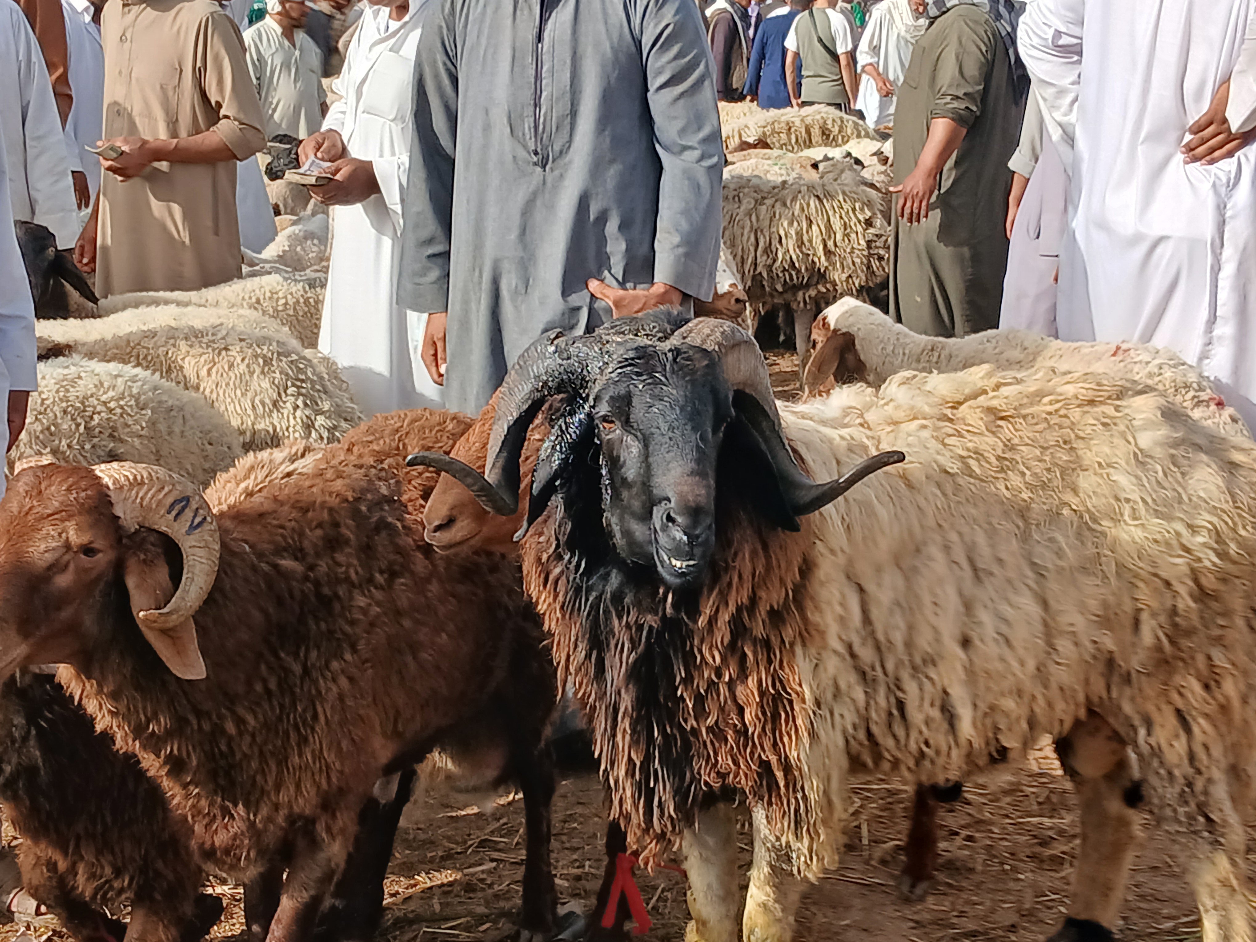 الاضاحي داخل اسواق الإسكندرية الاضاحي داخل اسواق الإسكندرية