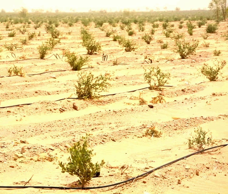 الجوجوبا اغلى محاصيل النباتات الطبية والعطرية