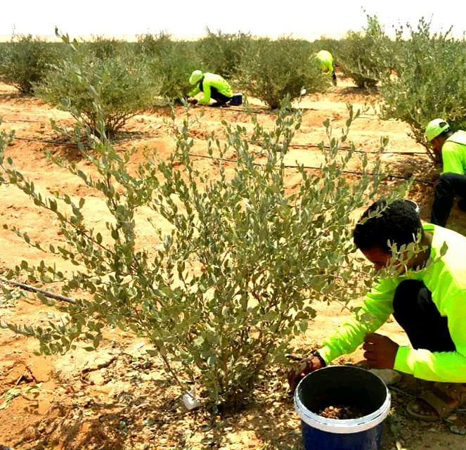 تدريب طلاب المدارس على زراعة الجوجوبا