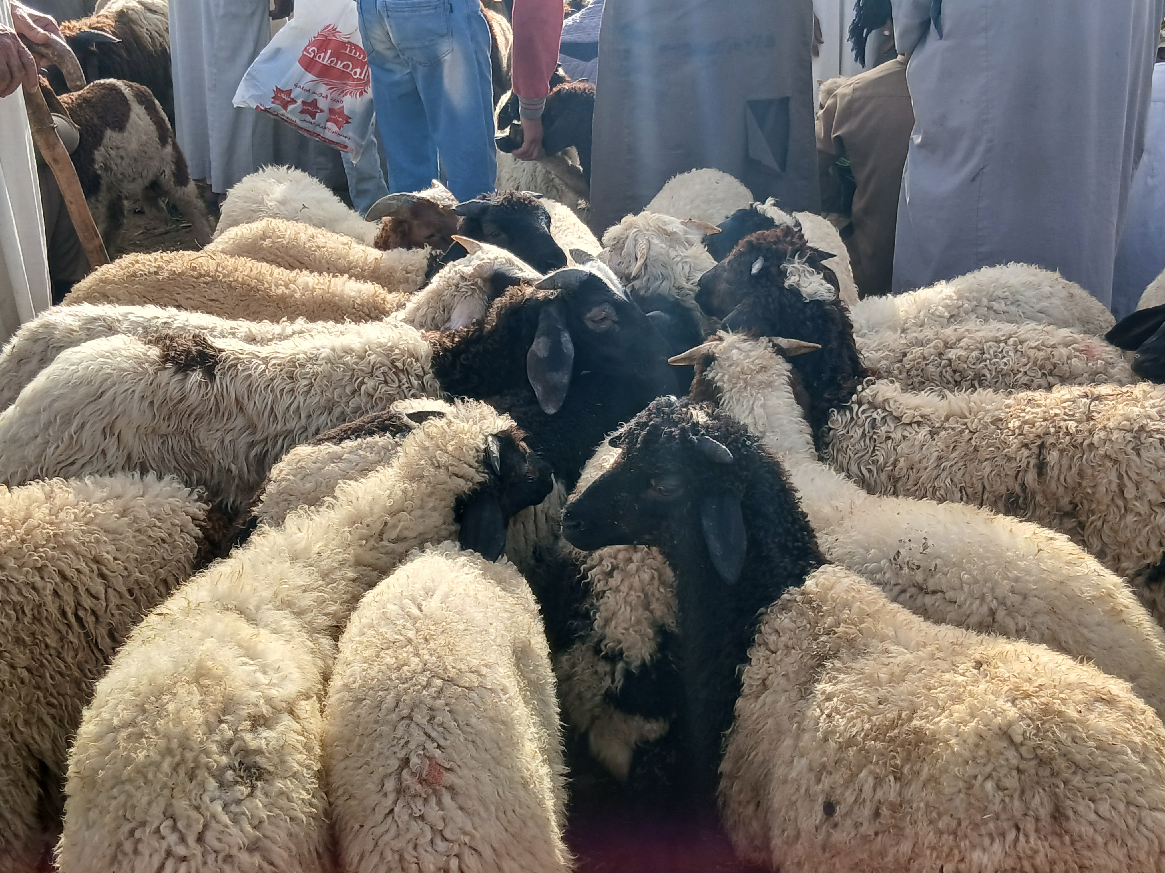 الاضاحي في سوق العامرية الاضاحي في سوق العامرية